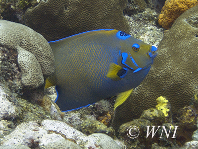 Queen Angelfish (Holacanthus ciliaris)